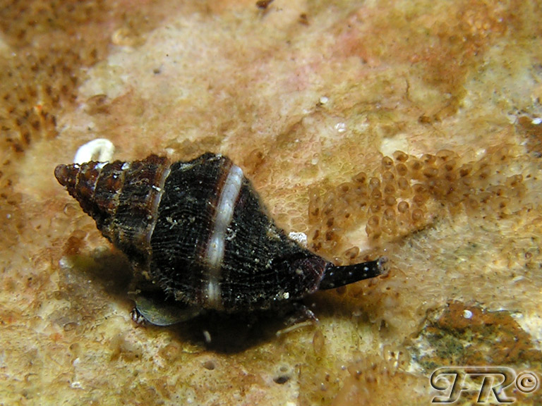 Mollusco Pantesaco in cerca di ID = Pollia dorbignyi